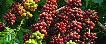 Spain%Pure Green Coffee✓%+256790560642+↬ Buy Arabica Robusta coffee beans Italy Malaysia